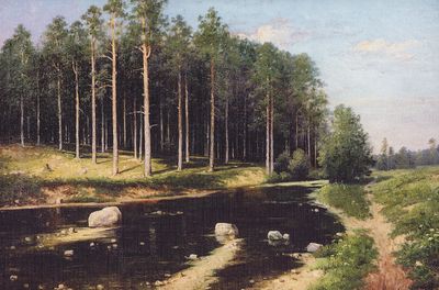 Сосновый бор на берегу реки