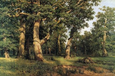 Дубовая роща. 1887