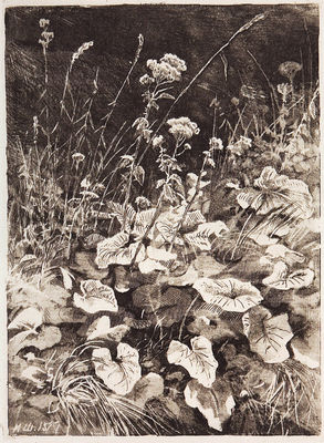 Белый цветы. 1877