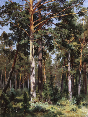 Бор в Сестрорецке. 1887