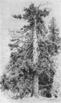 Ель. 1870-е