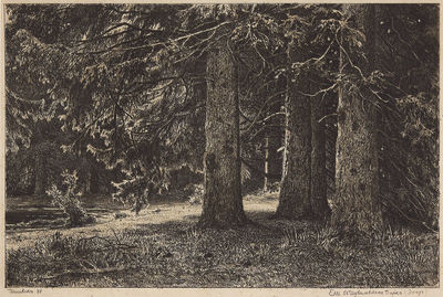 Ели (Ели в Шуваловском парке). 1886