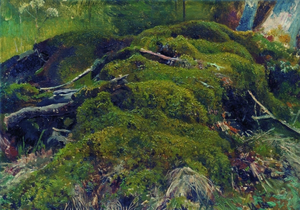 Мох. Корни Этюд