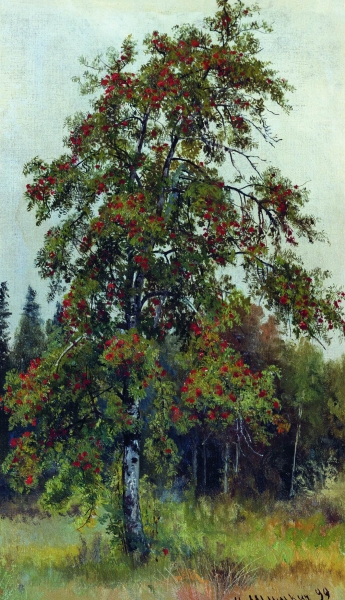 Рябина. 1892
