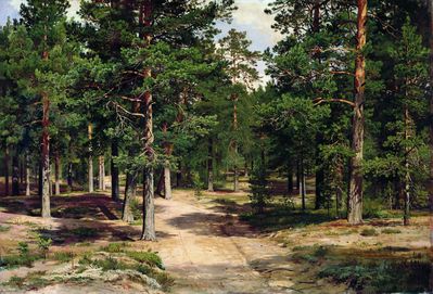 Сестрорецкий бор. 1886
