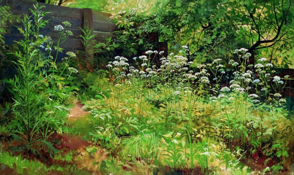 Сныть-трава. Парголово. 1884-1885 Этюд