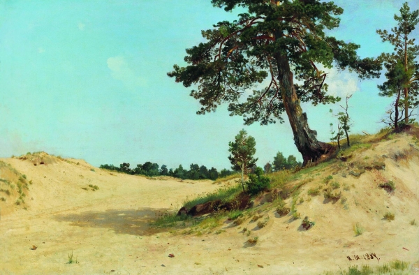Сосна на песке. 1884 (?)