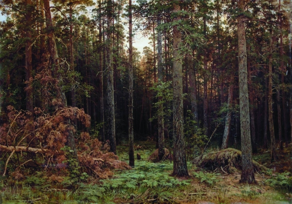 Сосновый лес. 1885