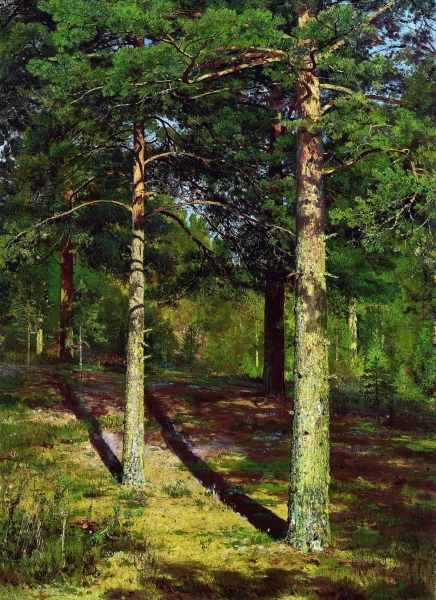 Сосны, освещенные солнцем. 1886 Этюд