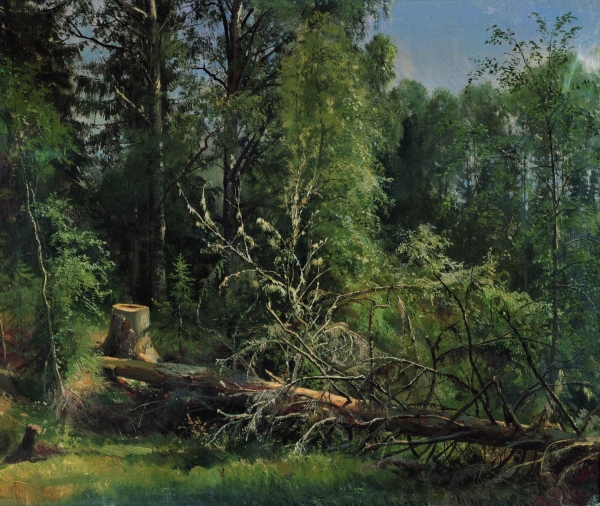 Срубленное дерево. 1875