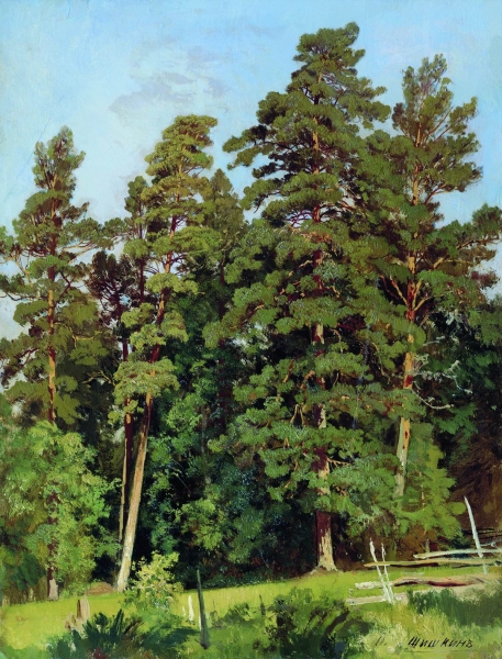 Сосновый лес