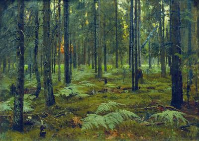 Лес. Папоротники. Закат. 1895