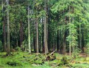 Shishkin_Ivan_Ivanovich2C_Les_v_Mordvinove__1891.jpg