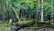 Shishkin_Ivan_Ivanovich2C_Srublennyy_dub_v_Belovezhskoy_pushche__1892.jpg