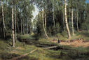 Shishkin_Ruchey_v_berezov_lesu_1883.jpg